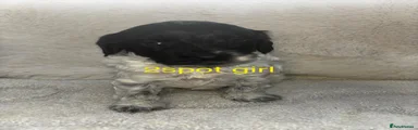 Cockapoo 3
