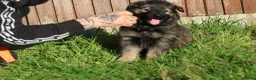 German Shepherd dogs for sale: German shepherd puppies working line - Advert 17