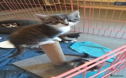 American Shorthair cats for sale: 4 gorgeous little kittens - Image 1