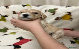 Cockapoo dogs for sale: Five Beautiful Cockerpoo Puppies  - Image 9