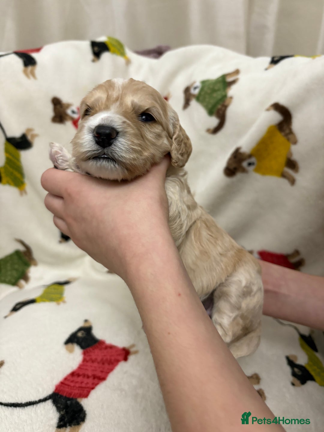 Cockapoo dogs for sale: Five Beautiful Cockerpoo Puppies  - Image 9