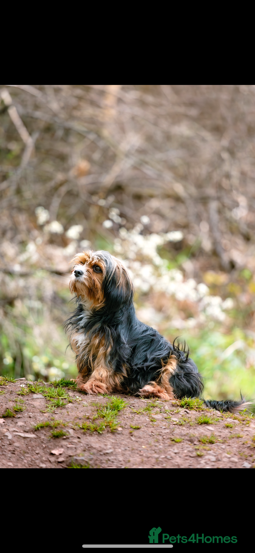 Cavapoo dogs for sale: Cavapoo - Advert 2