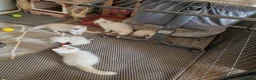Ragdoll cats for sale: Beautiful pure Ragdool ready for loving home  - Advert 9