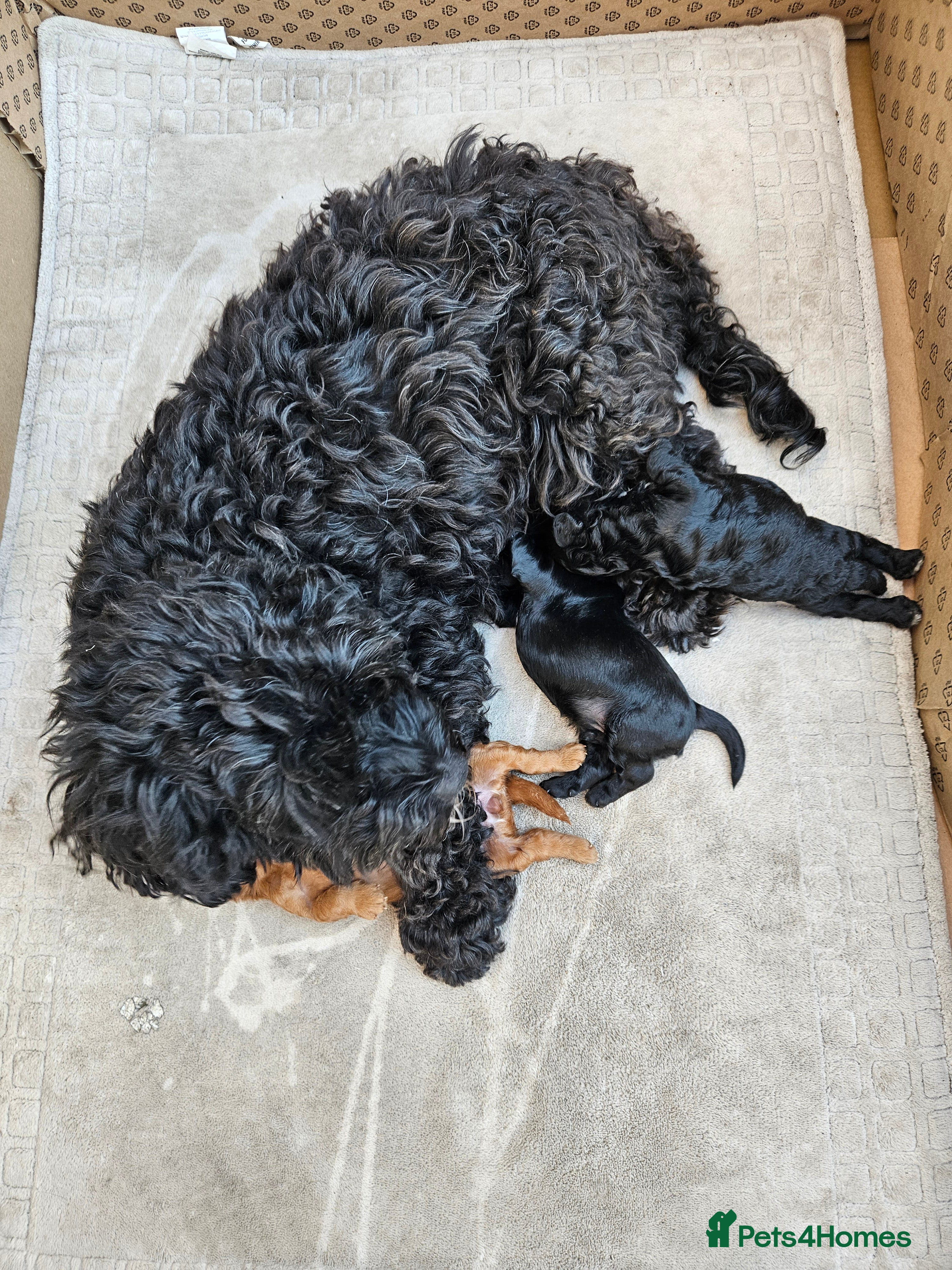 Cockapoo dogs Cockerpoo puppies  - Advert 18