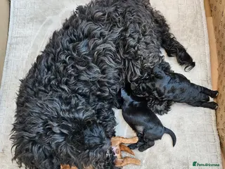 Cockapoo dogs Cockerpoo puppies - Advert 1