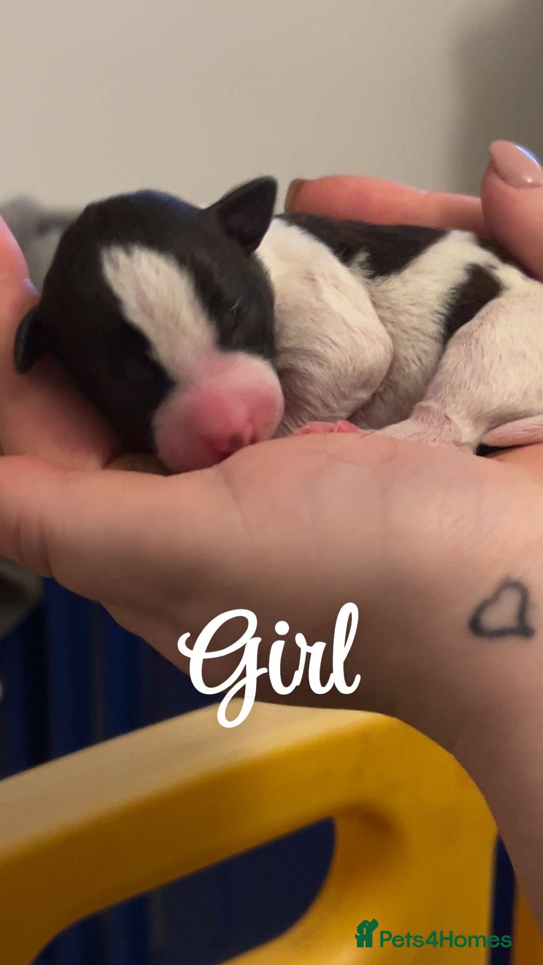 Jack Russell dogs for sale: Jack Russell Terriors  - Advert 5