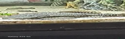 Plecos fish for sale: Juvenile common plecos bristlenose  in Gateshead - Advert 4