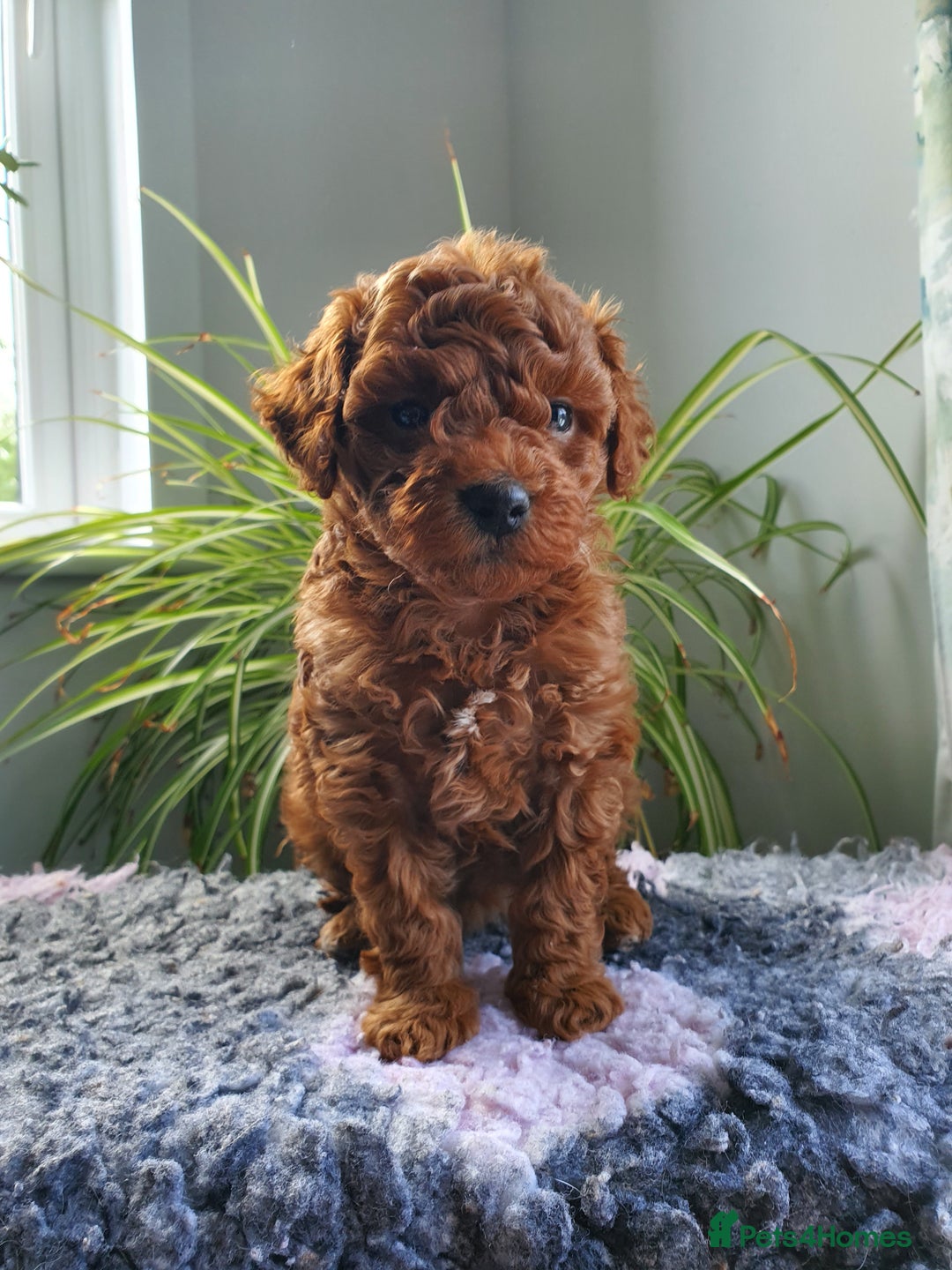Stunning small red Cavapoo fromDNA TESTED PARENTS for sale in Swansea ...