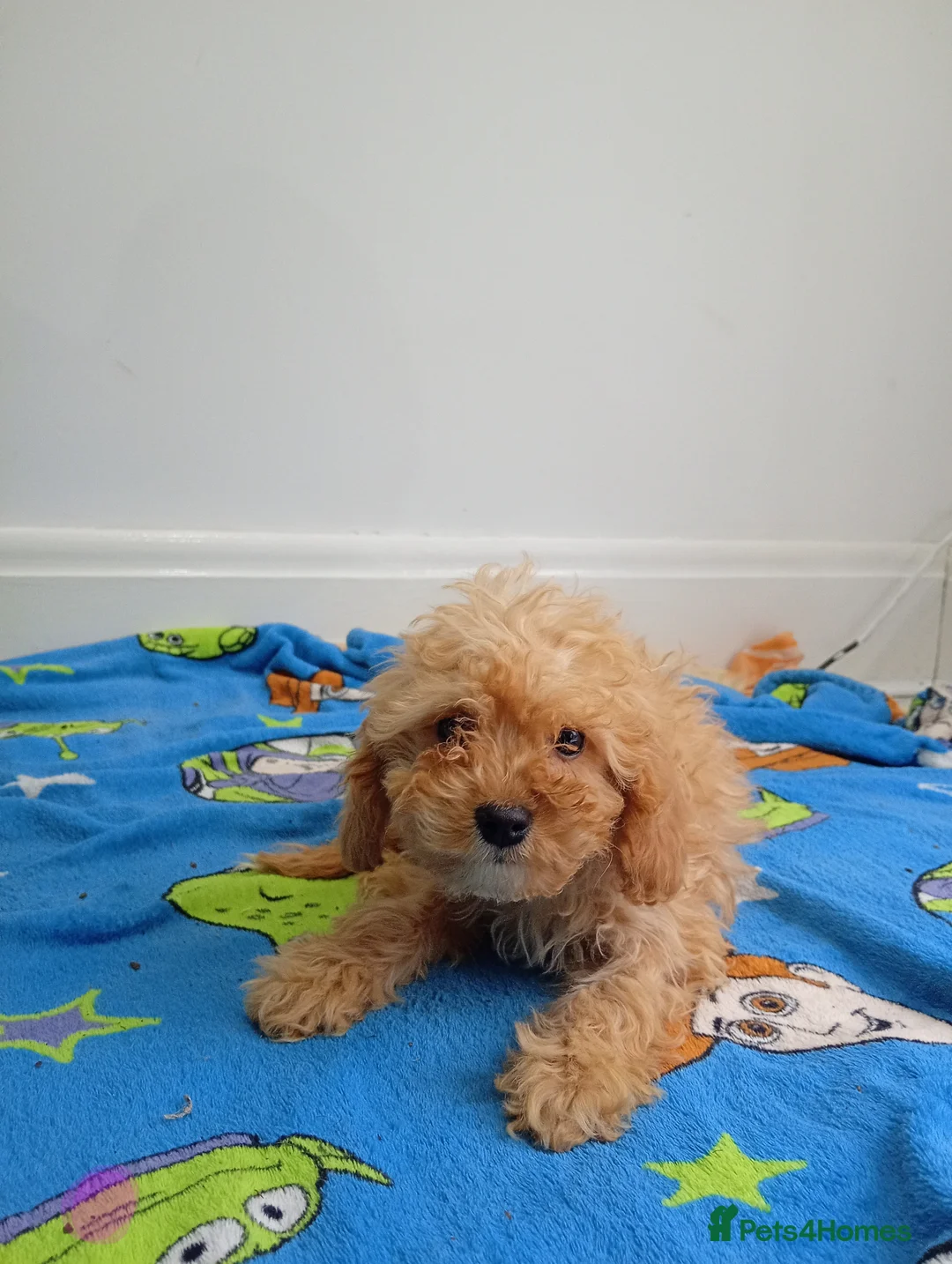 Cockapoo dogs for sale: Show type Toy cockerpoos 😍 in Trimdon Station - Advert 10