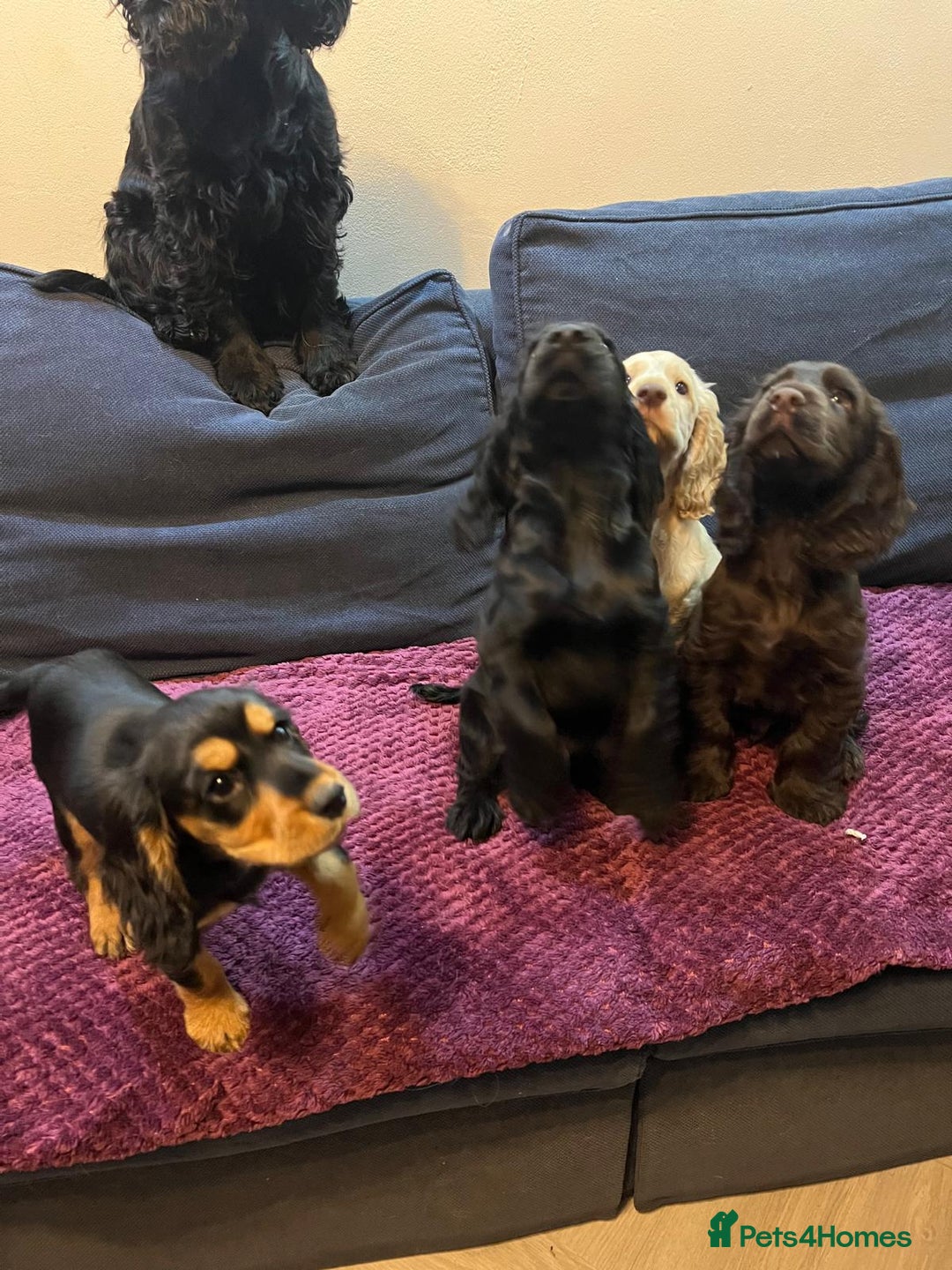 Cocker Spaniel dogs for sale: Cocker Spaniel puppies - Advert 21