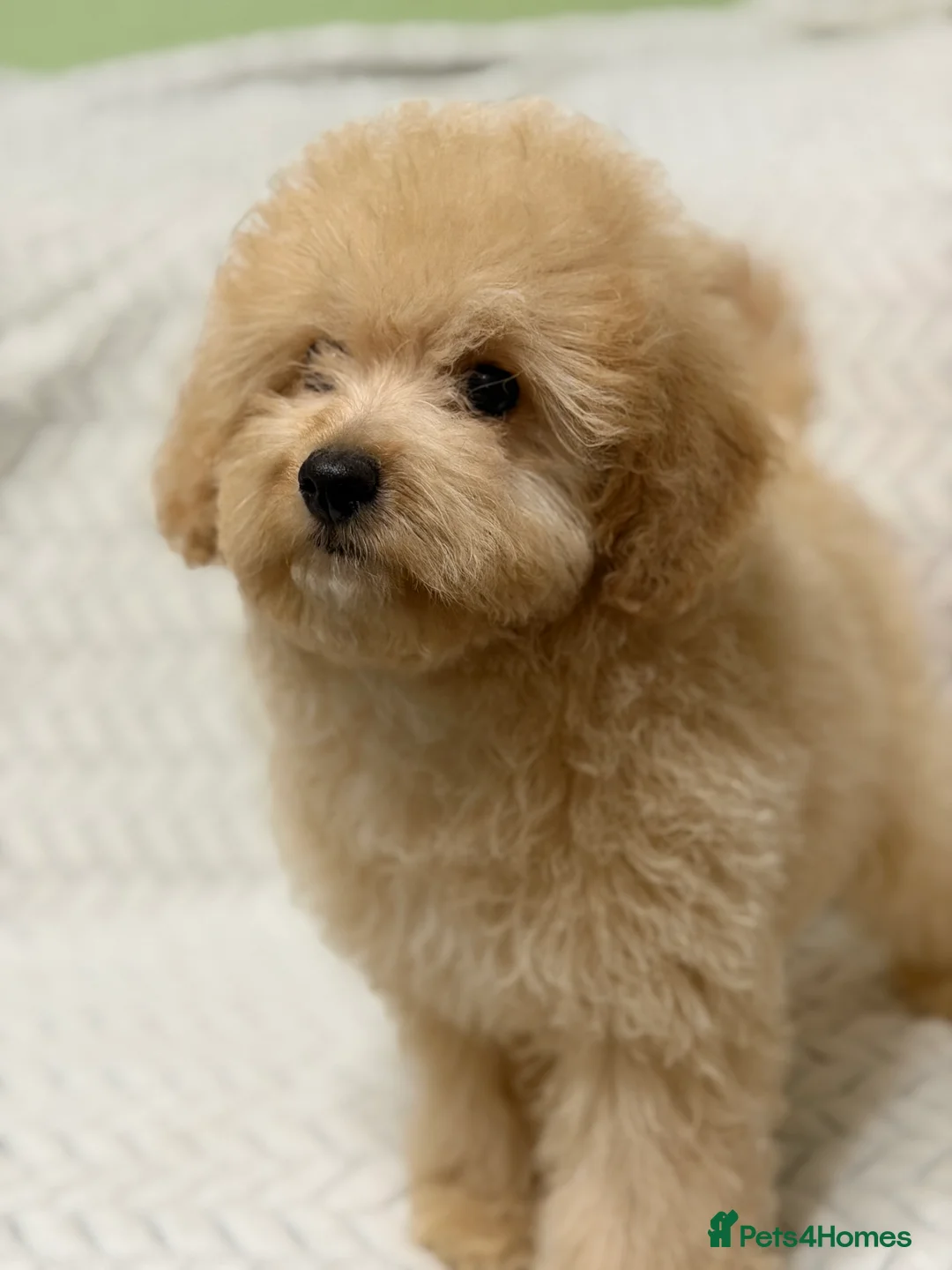 Mixed Breed dogs for sale: 🐾🐾 F1 Bb Maltipoo Puppies Boys and Girls 🐾🐾 - Advert 13