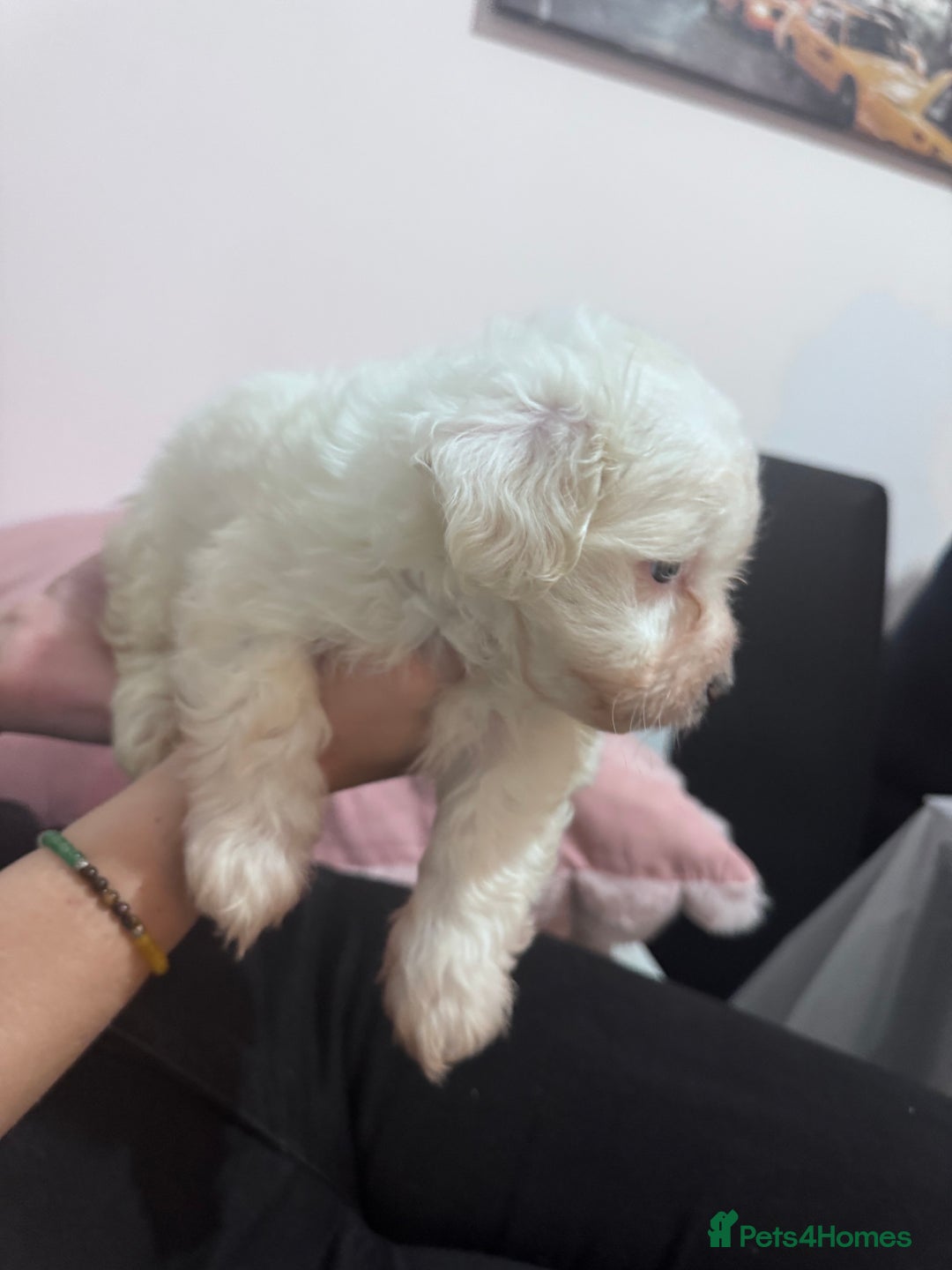 Bichon Frise dogs for sale: Adorable Puppies Ready for Their Forever Homes  - Image 7