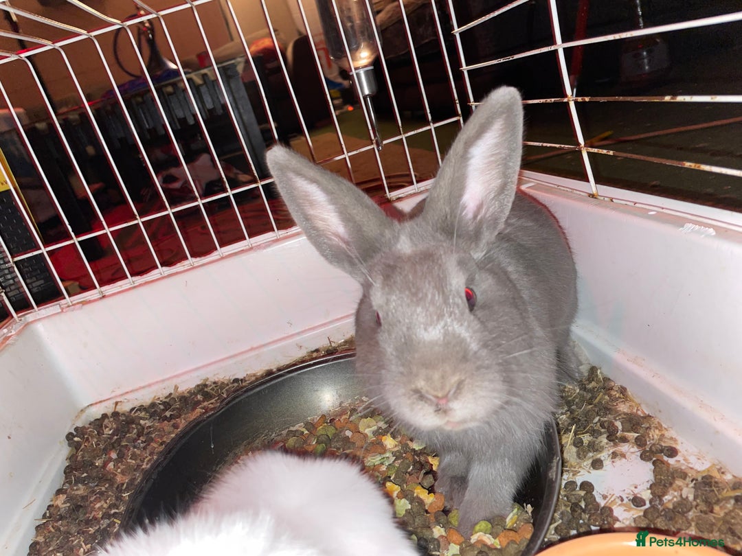 Mixed Breed rabbits for sale: 2 rabbits with cage - Advert 2