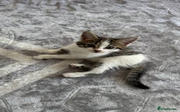 Domestic Shorthair cats for sale: 4 Domestic Shorthair Kittens - Image 8
