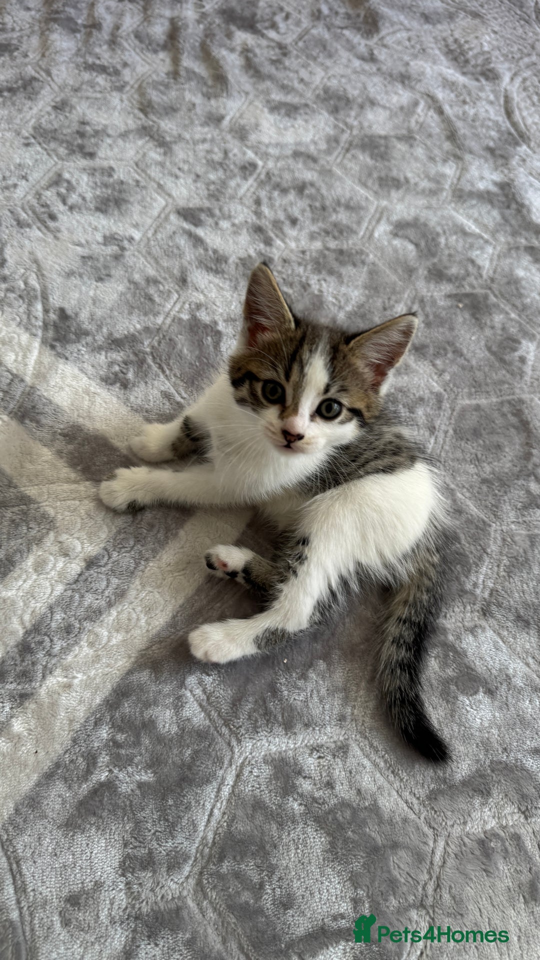 Domestic Shorthair cats for sale: 4 Domestic Shorthair Kittens - Image 8