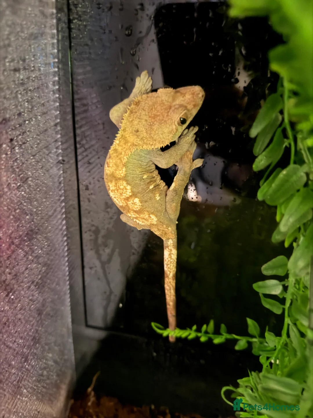 Mixed Breed reptiles for sale: Male and female crested geckos - Advert 2