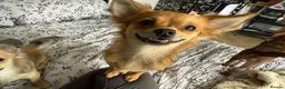 Chihuahua dogs for sale: 2 long haired adult chihuahua girls in Hebburn - Advert 3