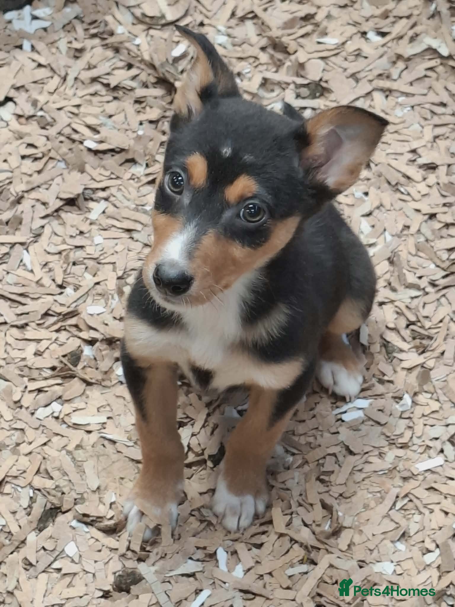 Australian Kelpie dogs Farm bred 5 boys 3 girls kelpie puppies - Advert 2