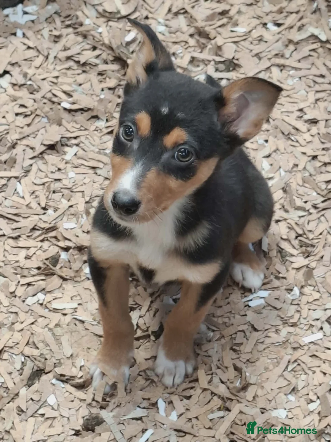 Australian Kelpie dogs for sale: Farm bred 5 boys 3 girls kelpie puppies - Advert 1