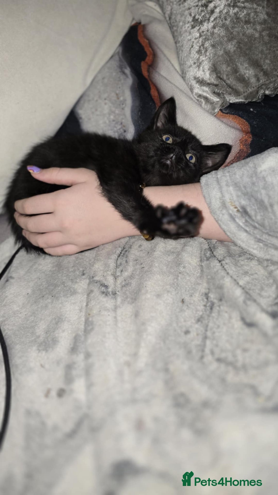 Bengal cats for sale: Four beautiful mix bangal Maine Coon kittens  - Advert 5