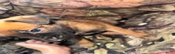 Belgian Shepherd Dog dogs for sale: Belgian malinos pups in Knottingley - Advert 4
