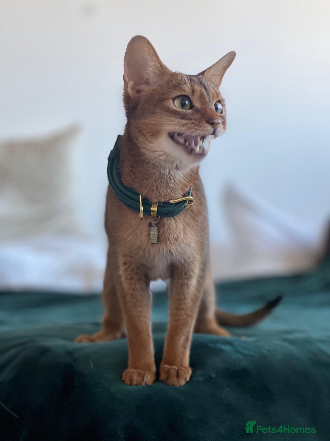 Abyssinian cats for sale: Pedigree TICA registered Beautiful Abyssinian - Advert 3