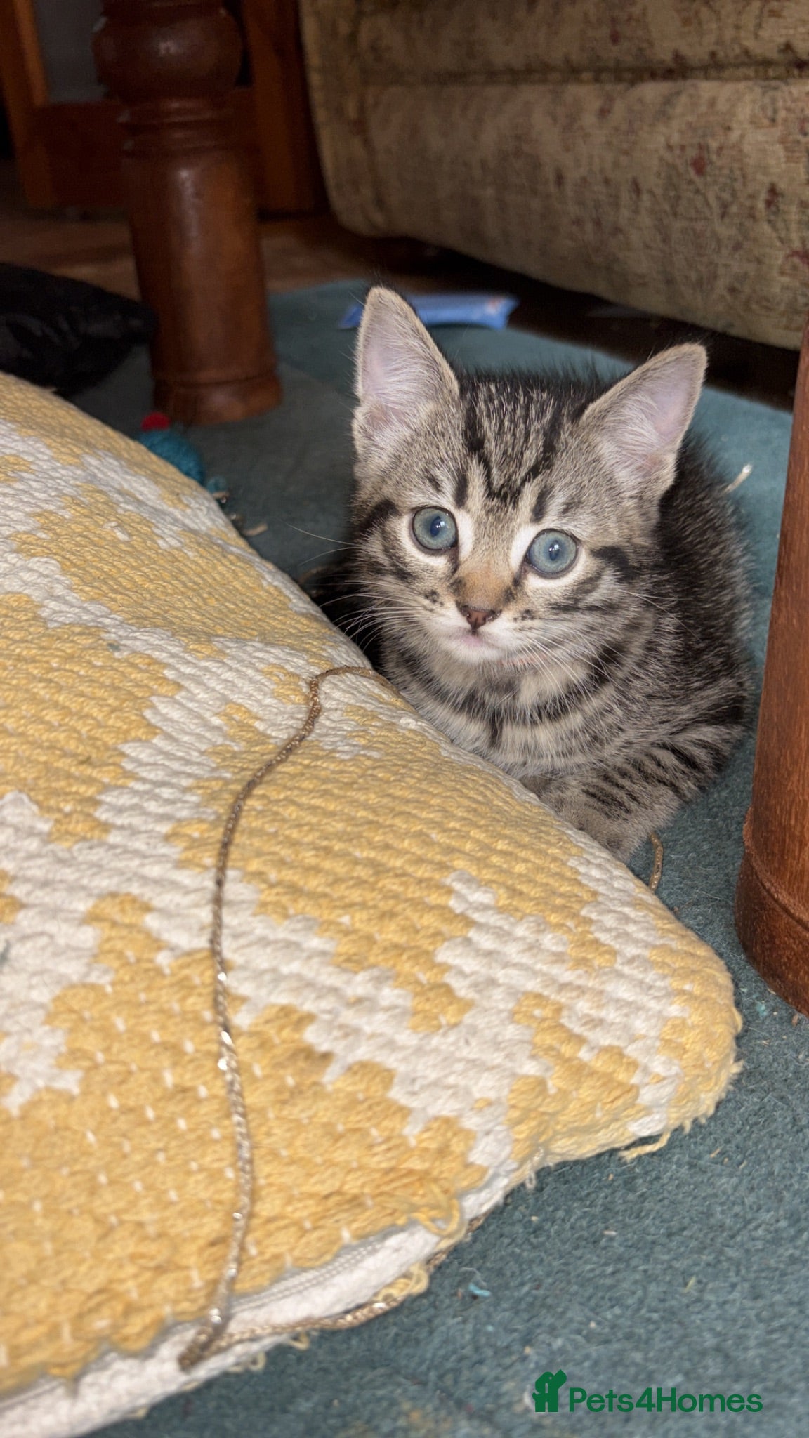 Mixed Breed cats Cross Lilacpoint ragdoll/short hair European Tabby - Advert 2