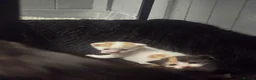 Mixed Breed cats for sale: 2 Female kittens - Advert 8