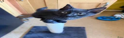 Mixed Breed cats for sale: Male kitten - Advert 6