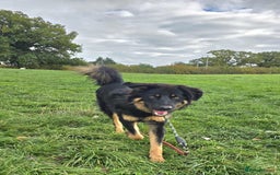 Mixed Breed dogs for adoption: Buddy Needs a Very Special Home - Image 1