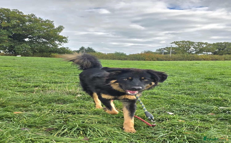 Mixed Breed dogs - Advert 12