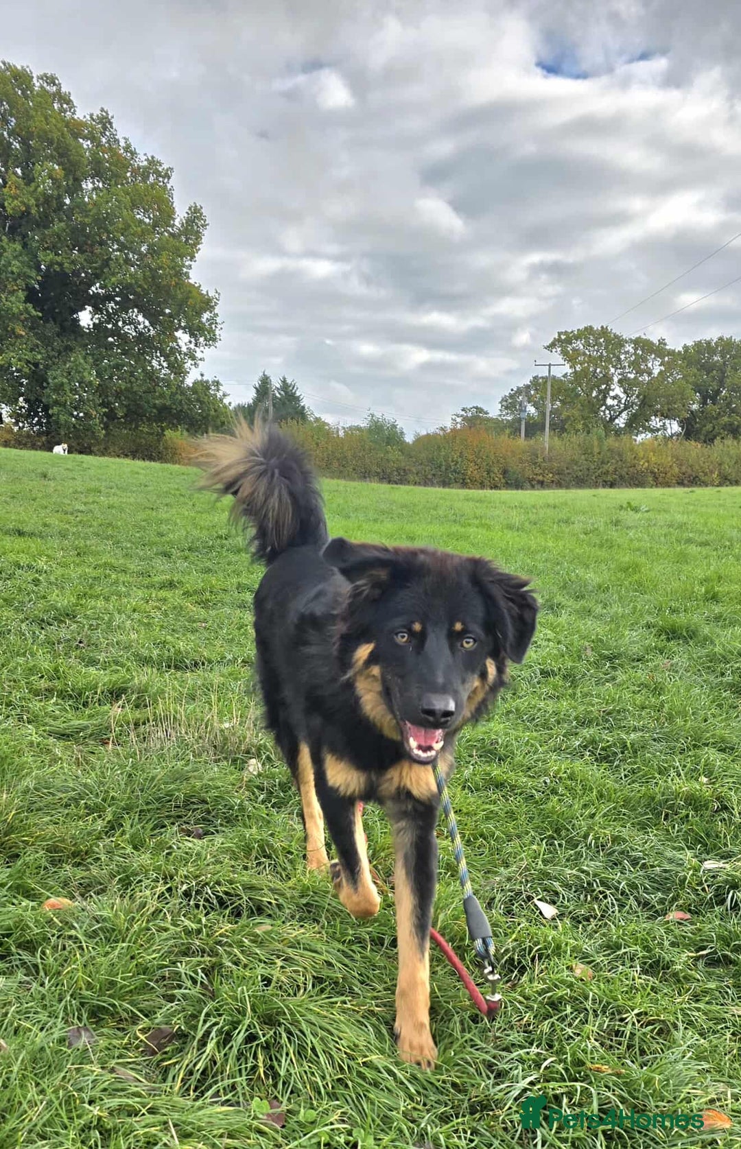 Mixed Breed dogs for adoption: Buddy Needs a Very Special Home - Image 1