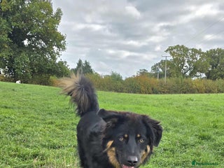 Mixed Breed dogs - Advert 25