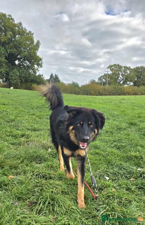 Mixed Breed dogs - Advert 10