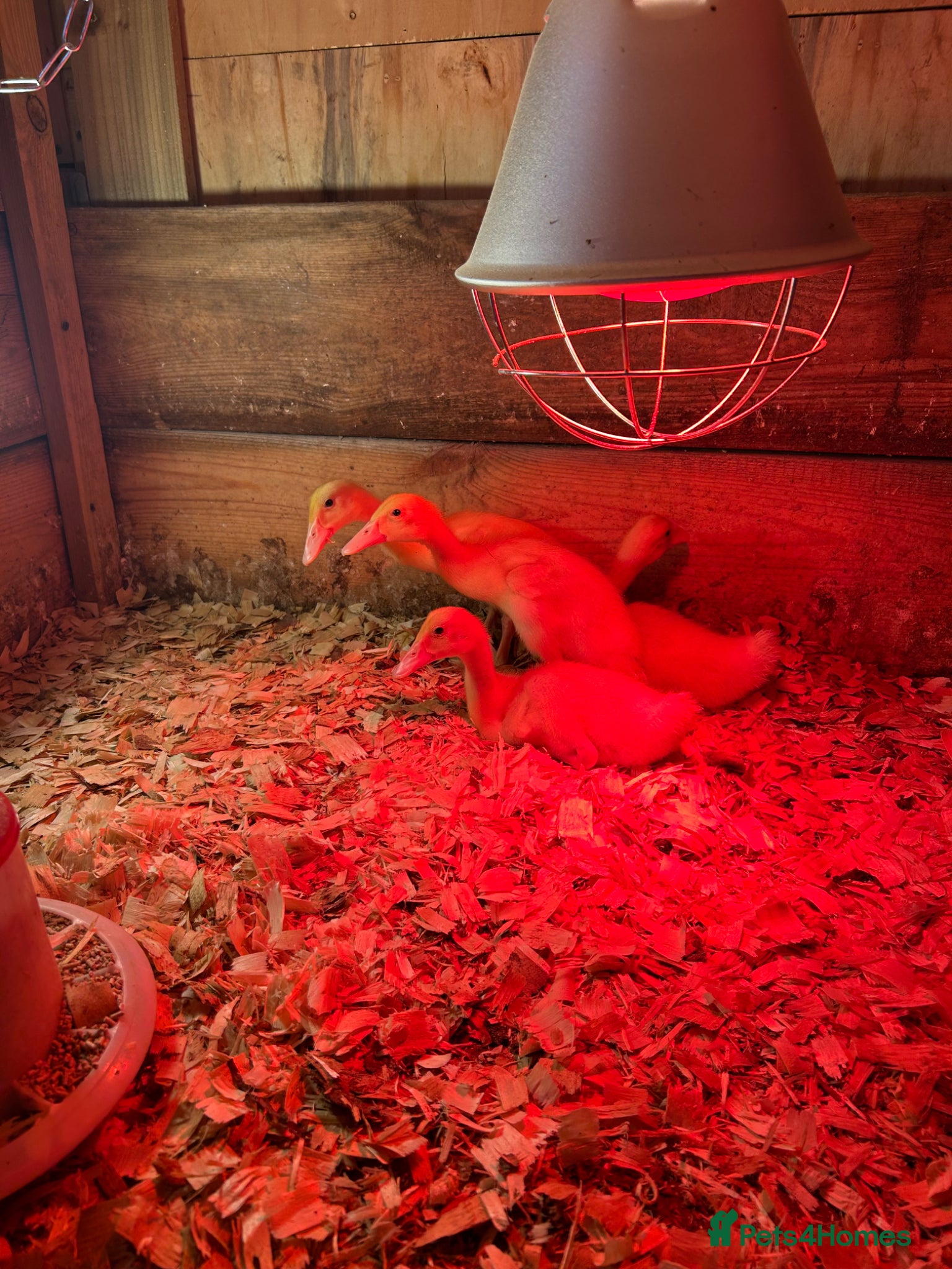 Ducks poultry 3 weeks old white runners ducklings unsexed - Advert 1