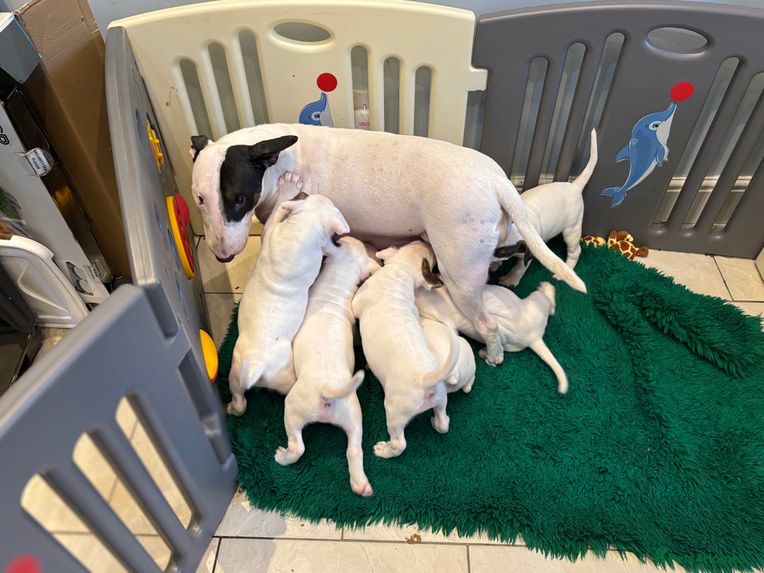 English Bull Terrier dogs for sale: English bull terrier puppies  - Image 3
