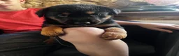 Dobermann dogs for sale: European Dobermann - Advert 7