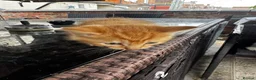 Mixed Breed cats for sale:  5 Little Kittens Looking for Their Forever Homes  - Advert 6