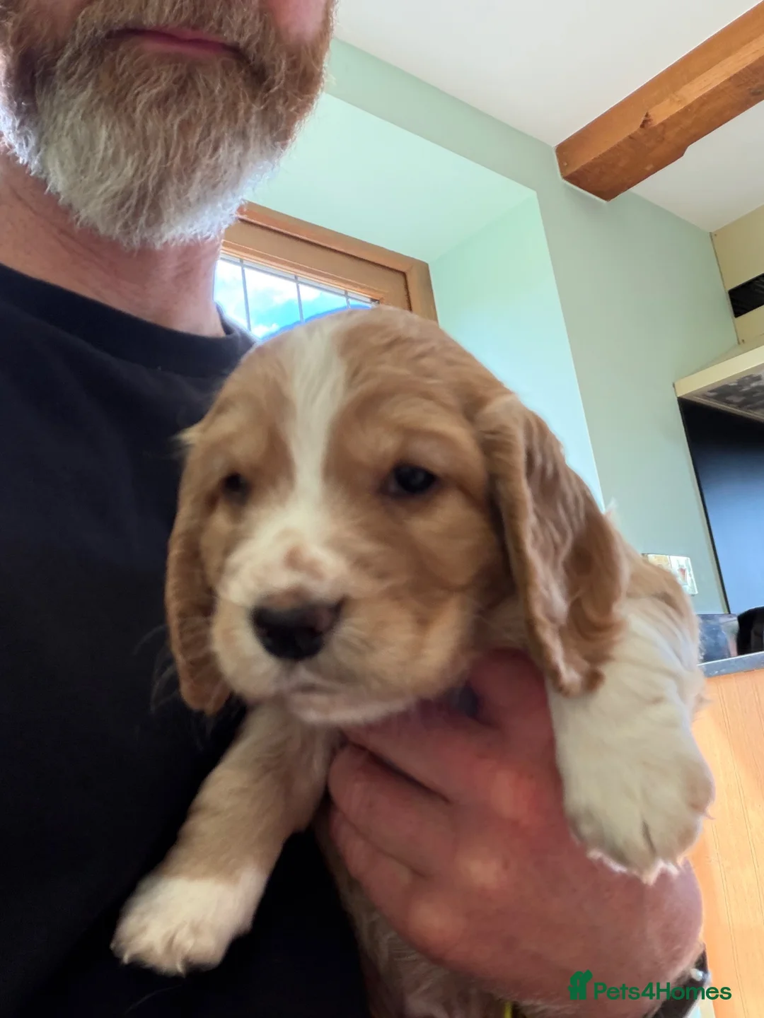 Cocker Spaniel dogs for sale: Working Cocker spaniel pups x4 Boys in Radstock - Advert 2