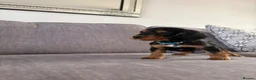 Cocker Spaniel dogs for sale: Beautiful tri coloured cocker spaniel pups   - Advert 10