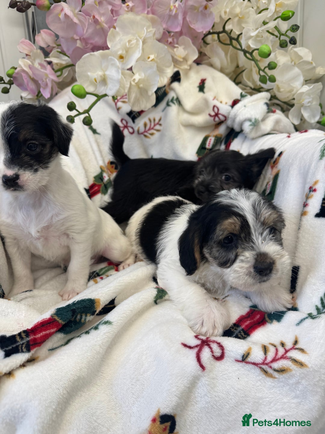 Jack Russell dogs for sale: Jack Russell  x Shitzu puppies  - Advert 1