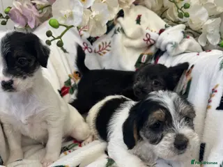 Jack Russell dogs Jack Russell x Shitzu puppies - Advert 12