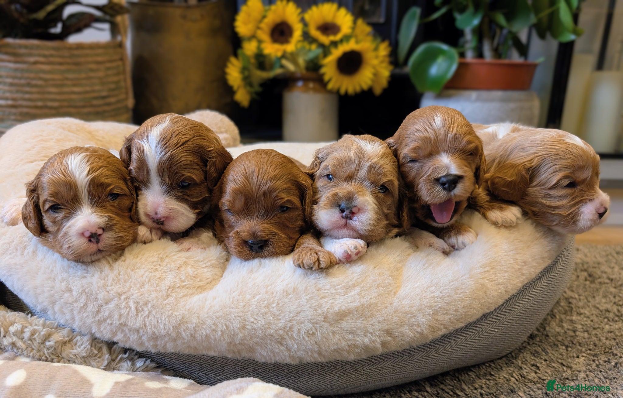 Cavapoo dogs ⭐⭐⭐⭐⭐ Adorable cavapoo puppies  - Advert 2
