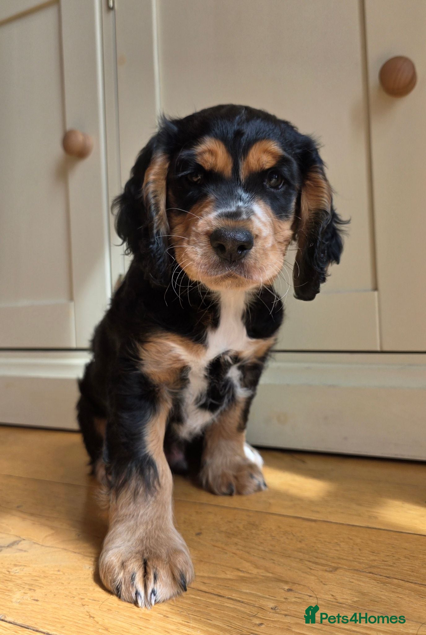 Cocker Spaniel dogs Exceptional Black and Tan Working Cocker - Advert 10