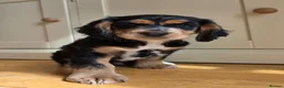 Cocker Spaniel dogs for sale: Exceptional Black and Tan Working Cocker in Sheerness - Advert 1