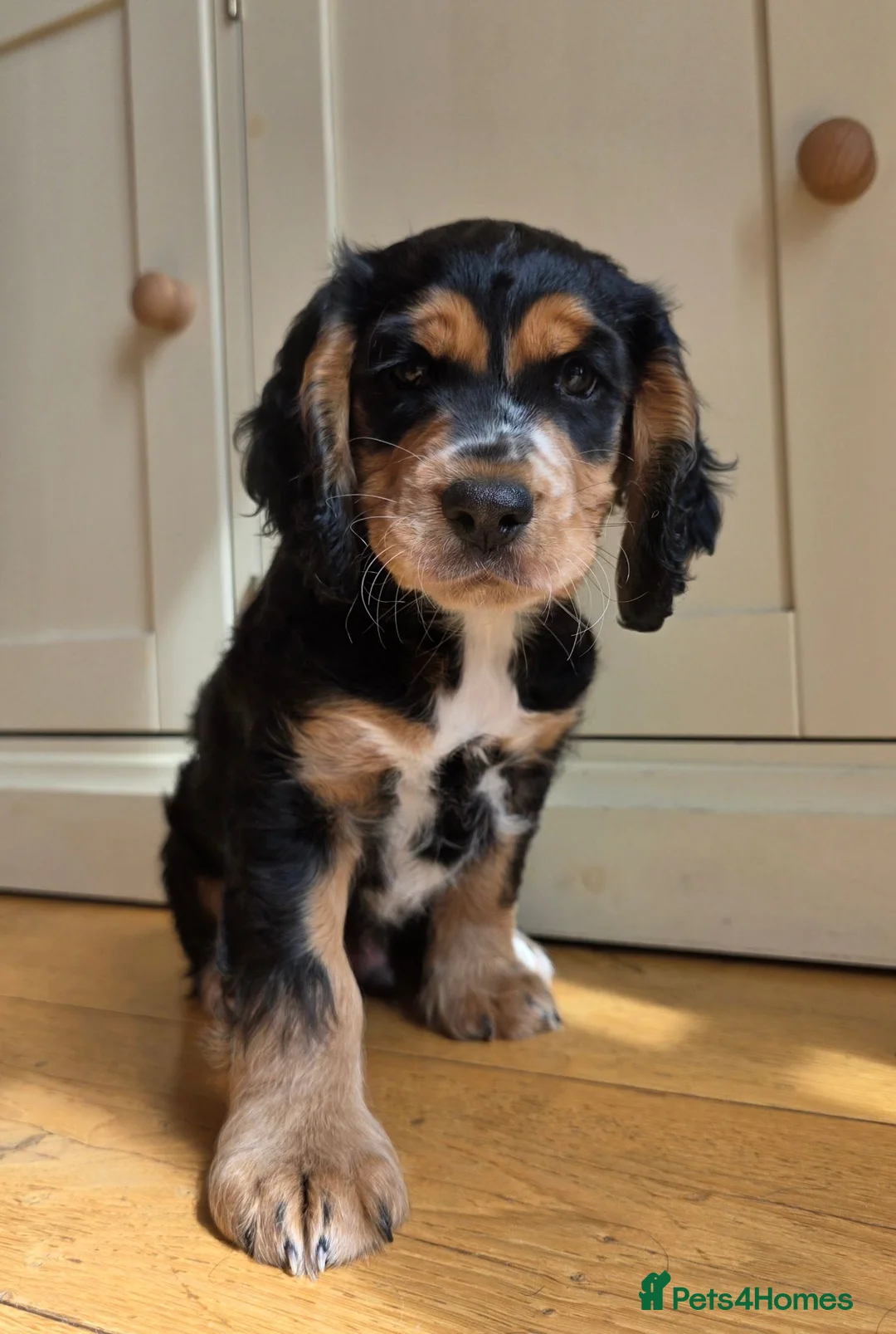Cocker Spaniel dogs for sale: Exceptional Black and Tan Working Cocker in Sheerness - Advert 1