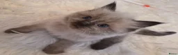 Ragdoll cats for sale: 3 beautiful fluffy ragdoll kittens - Advert 15