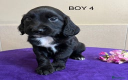 Sprocker dogs for sale: My sweet peas SPECIAL indeed x - Image 26