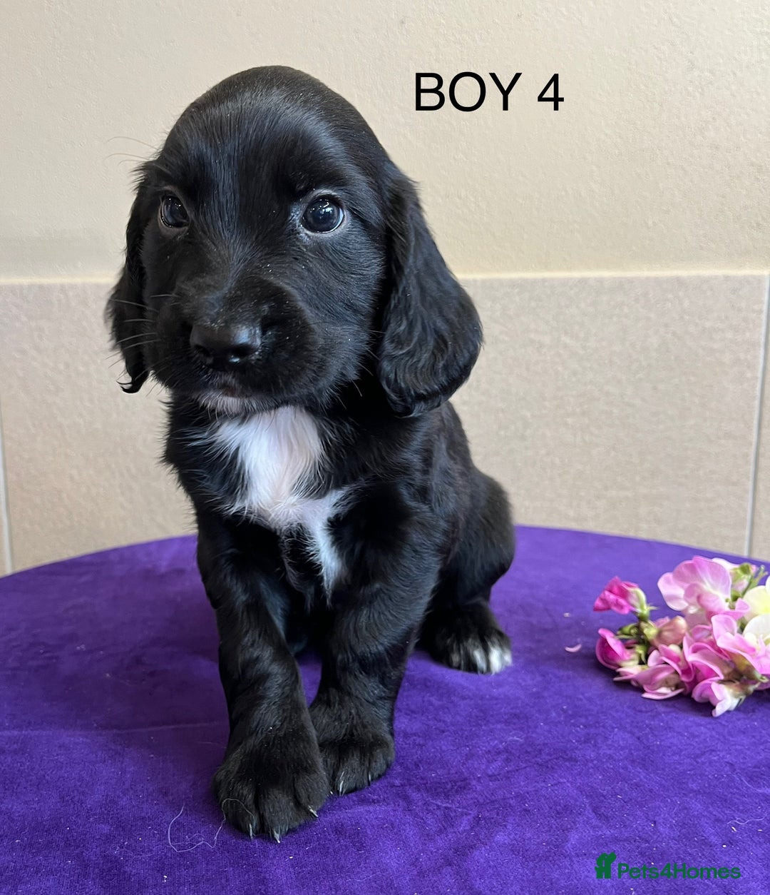 Sprocker dogs for sale: My sweet peas SPECIAL indeed x - Image 26