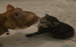 Mixed Breed cats for sale: The Fab Four - Advert 21